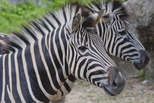 Zebras Standing Close Together — Stock Photo, Image