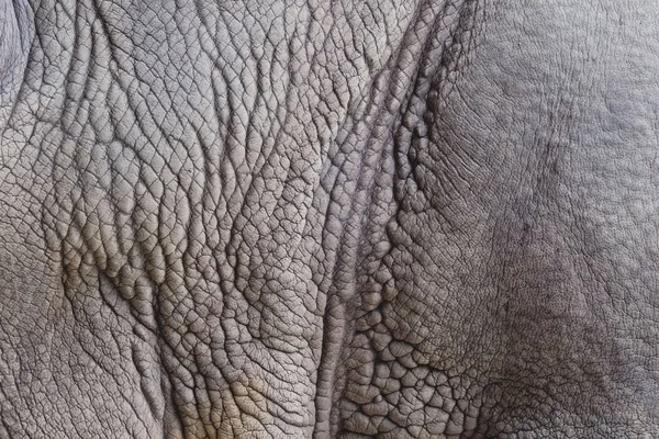Elefante Texture Pelle Sfondo Astratto — Foto Stock