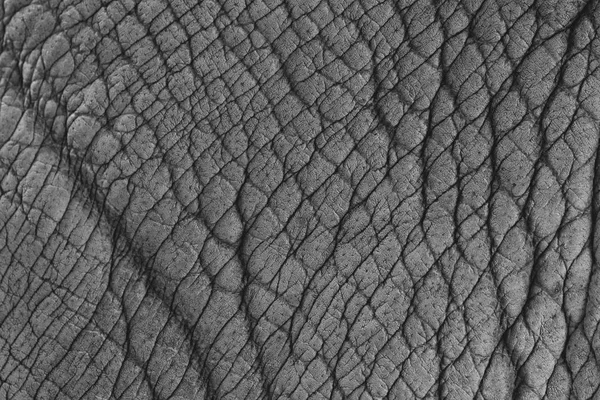 Fil derisi dokusu soyut arkaplan.