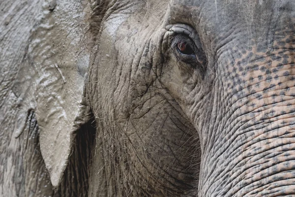 Close Eye Elephant Zoo Thailand — Stock Photo, Image