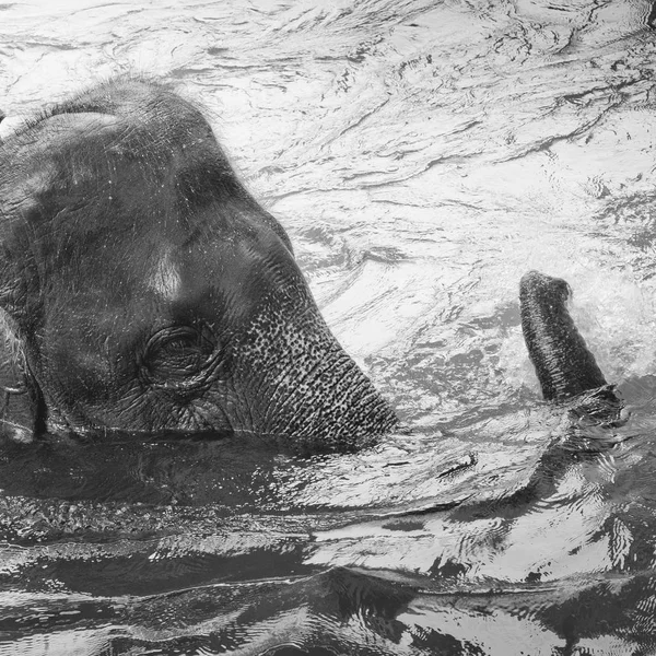 Elefante Asiático Tomando Baño Río Zoológico Tailandia Elefante Happies Río — Foto de Stock