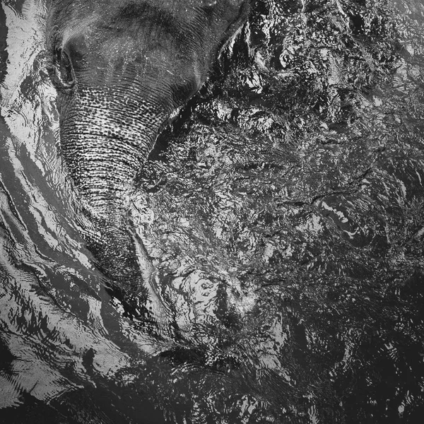 Black and White of Asian elephant taking a bath in river in the Zoo in Thailand. Elephant happies in the river.
