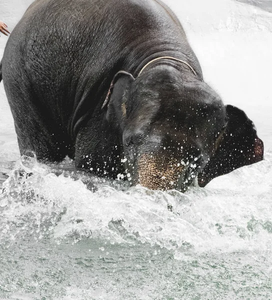 Asian elephant taking a bath and playing in river in the Zoo in Thailand. Elephant happies in the river.