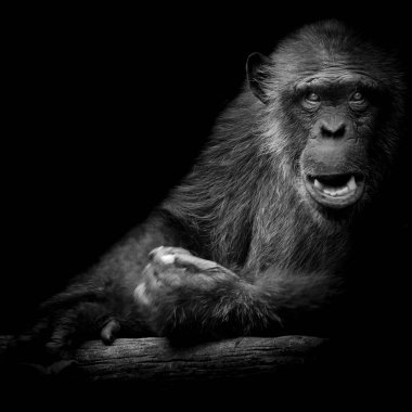 Doğruca kameraya seyir siyah arka plan üzerine siyah ve beyaz goril.