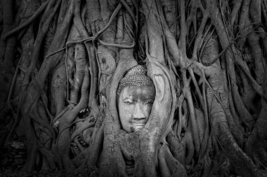 Buda resim ağaç kökleri Wat Mahathat Tapınağı, Ayutthaya, Tayland ın başkanı siyah ve beyaz