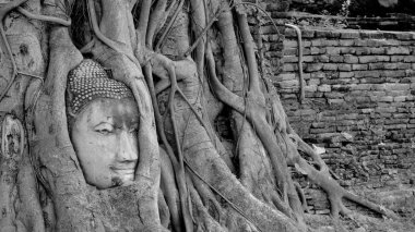 Buda resim ağaç kökleri Wat Mahathat Tapınağı, Ayutthaya, Tayland ın başkanı siyah ve beyaz