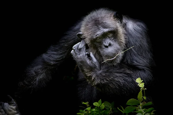 Close Portrait Cutie Gorilla Bite Branch His Mouth Black Background — Stock Photo, Image