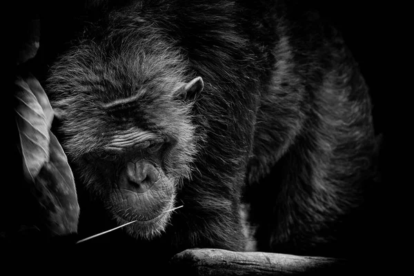 Black and White portrait Cutie Gorilla bite branch in his mouth on black background