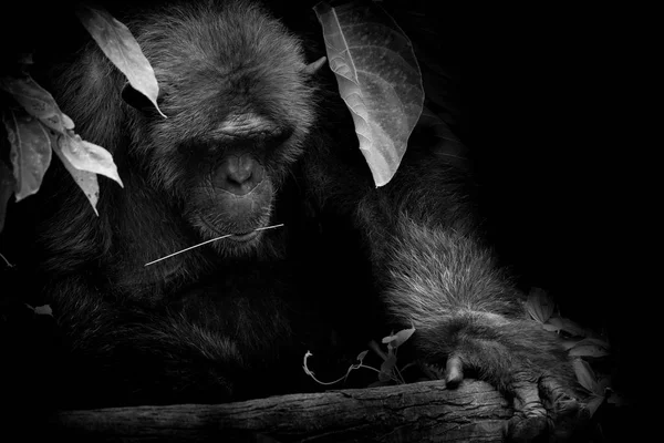 Black and White portrait Cutie Gorilla bite branch in his mouth on black background