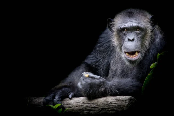 Gorila Olhando Direto Para Câmera — Fotografia de Stock