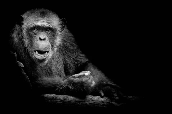 Black and White Gorilla looking straight at camera on black background.