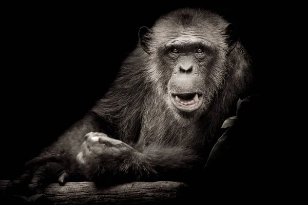 Gorila Preto Branco Olhando Diretamente Para Câmera Fundo Preto — Fotografia de Stock