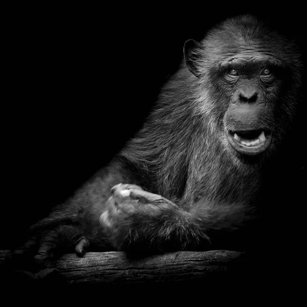 Black and White Gorilla looking straight at camera on black background.