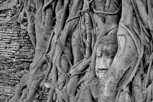 Black White Head Buddha Image Tree Roots Wat Mahathat Temple — Stock Photo, Image