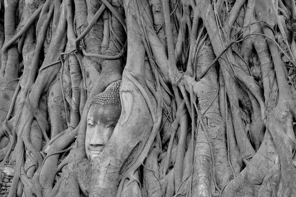 Cabeça Preta Branca Imagem Buda Nas Raízes Das Árvores Templo — Fotografia de Stock