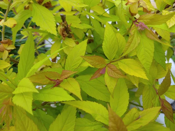 Spirea japanische goldene Flamme junge helle Blätter — Stockfoto