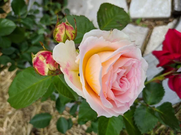 Delikatne Pąki Kwitnących Róż Cesarskiej Odmiany — Zdjęcie stockowe