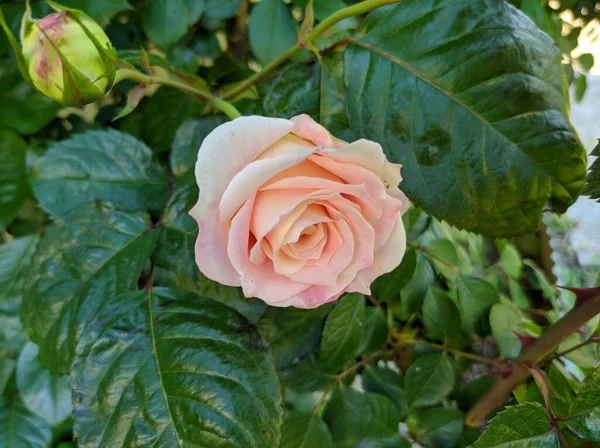 Bourgeon Délicat Roses Florissantes César Variété — Photo