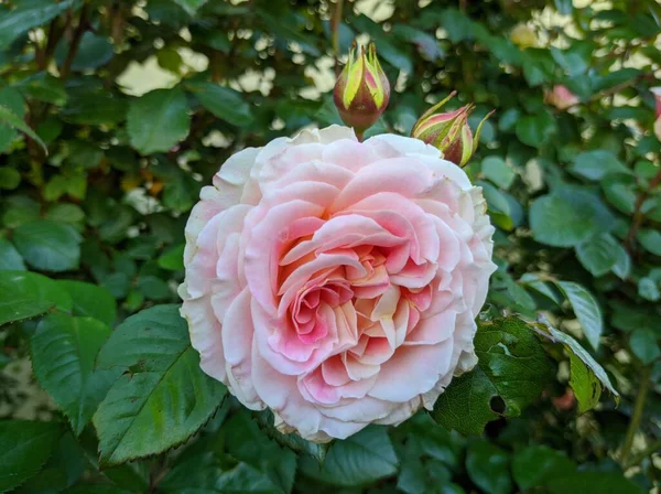 Delikat Opløbet Blomstrende Roser Cesar Sort - Stock-foto