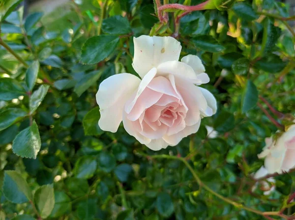 斯瓦尼玫瑰花蕾娇嫩 — 图库照片