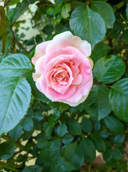 Capullo Delicado Rosas Florecientes Variedad César —  Fotos de Stock