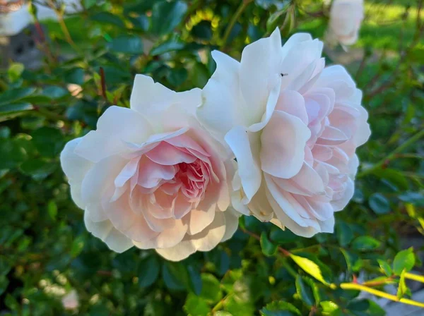 Delicate Bud Blossoming Roses Swany Variety — Stock Photo, Image