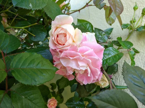 Delikatne Pąki Kwitnących Róż Cesarskiej Odmiany — Zdjęcie stockowe