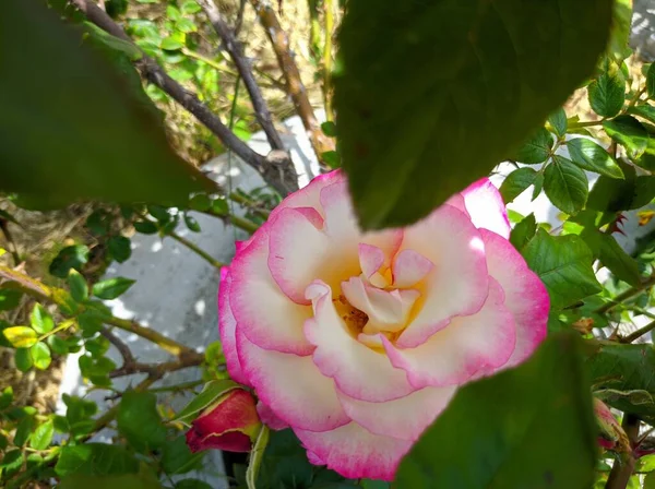 ヘンデル品種の開花バラの繊細な芽 — ストック写真