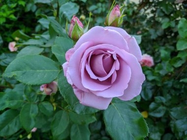 Mavi Ay 'ın çiçek açan güllerinin narin tomurcukları..