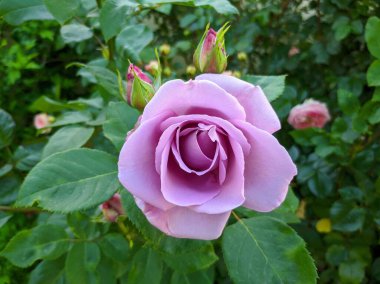 Mavi Ay 'ın çiçek açan güllerinin narin tomurcukları..