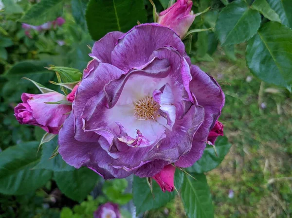 Нежный Бутон Цветущих Роз Голубого Сорта — стоковое фото