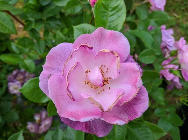 Broto Delicado Rosas Florescentes Azul Para Você Variedade — Fotografia de Stock