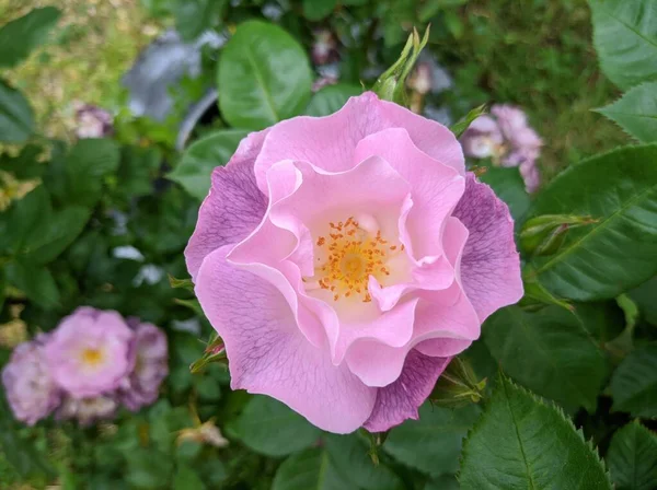 Finom bud virágzó rózsa kék az Ön számára fajta — Stock Fotó