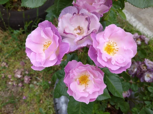 Delikat Knopp Blommande Rosor Blå För Dig Sort — Stockfoto