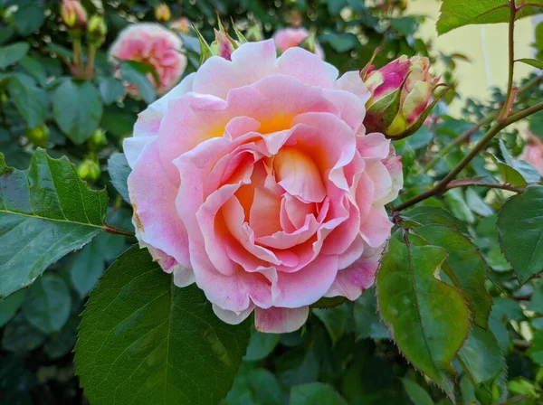 Capullo delicado de rosas florecientes de variedad César —  Fotos de Stock