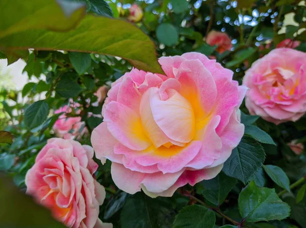 A Cesar fajta finom virágzó rózsacsíra — Stock Fotó