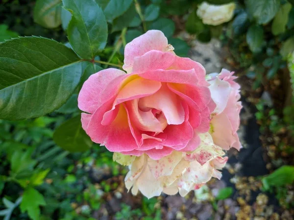 Capullo delicado de rosas florecientes de variedad César —  Fotos de Stock