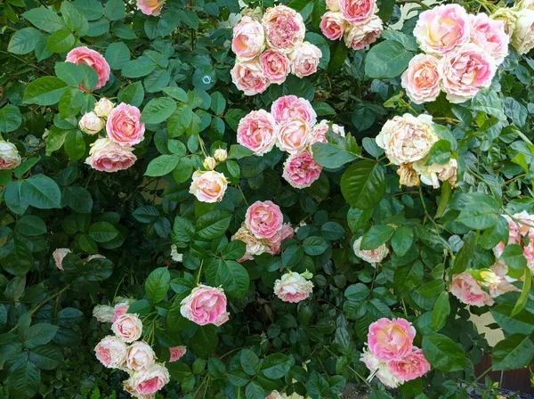 Krzew z delikatnymi pączkami kwitnących róż Cesarskiej odmiany — Zdjęcie stockowe