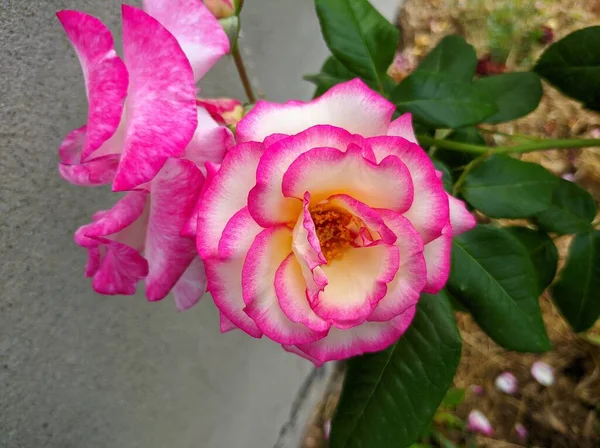 Bicolor růže jemný pupen s jasně růžovým okrajem. Odrůda Rose of Hendel — Stock fotografie