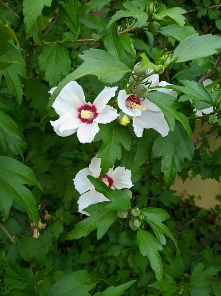 Flores de hibisco de árvore sírio branco em um arbusto — Fotografia de Stock