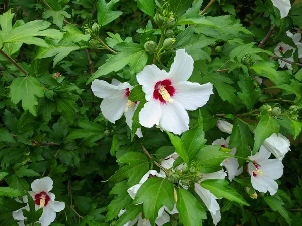 Kwiaty białego syryjskiego hibiskusa drzewa na krzewie — Zdjęcie stockowe