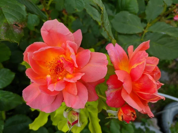 Oranžovo Růžové Dvě Růže Květiny Pozadí Zelených Listů — Stock fotografie
