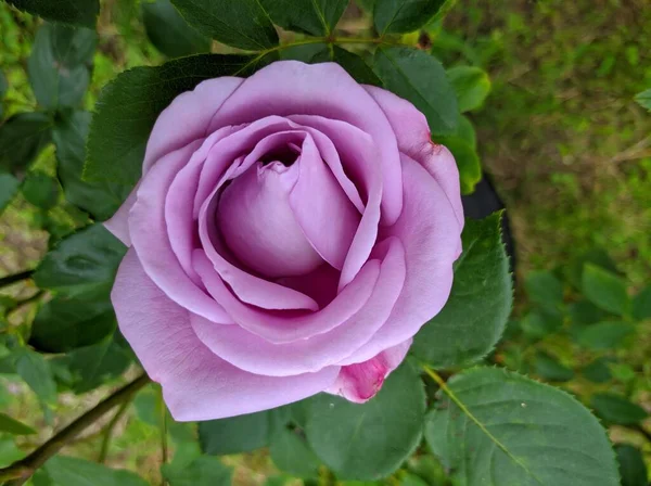 Bud Smukke Lilla Rose - Stock-foto