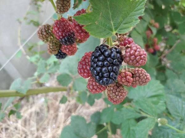 blackberry berries keep up on the bush