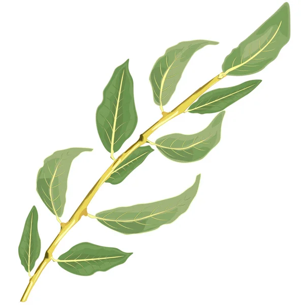Rama aislada con hojas verdes — Vector de stock