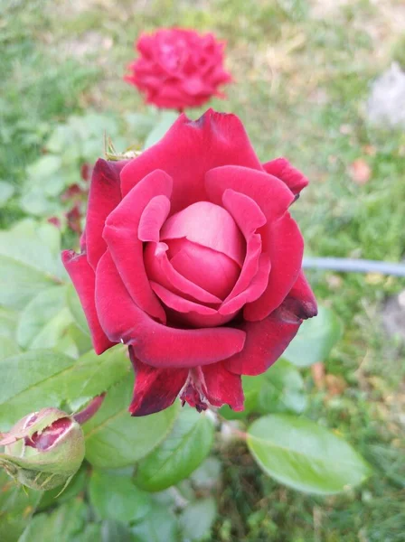 红玫瑰芽在绿叶的背景下 — 图库照片