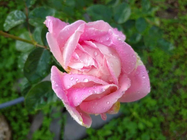 Delikat lyserød rose i dugdråber. Knoppen begyndte at blomstre. Rose sorter Amazing Grace Myriam - Stock-foto