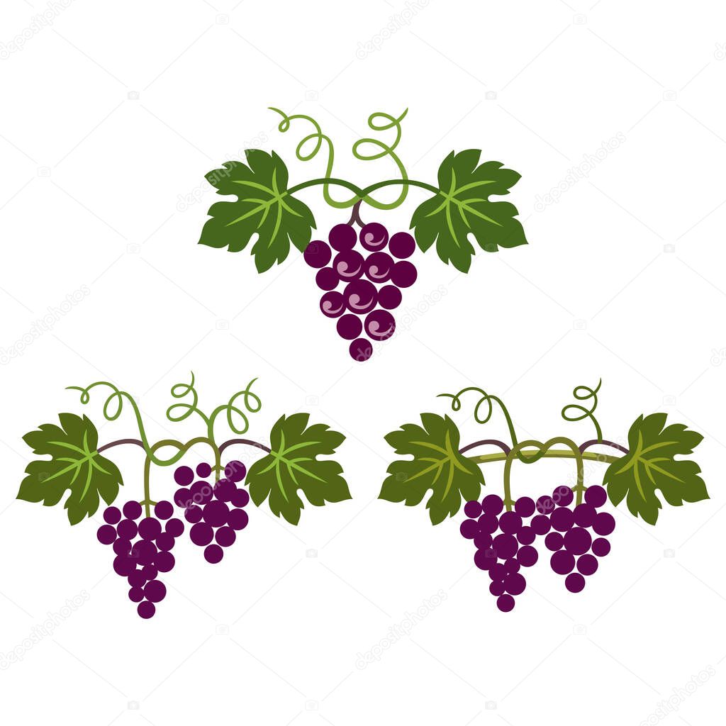 Grapes decorative pattern for wine design concept, bar menu, juice drinks, fruit juices, healthy vegan food, viticulture, wine or juice label, grape seed oil on white background. Vector illustration.