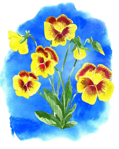 Yellow beautiful pansy flowers on blue background. Watercolor cartoon doodle illustration, botanical and fantasy drawings for print, greeting cards, poster, invitations