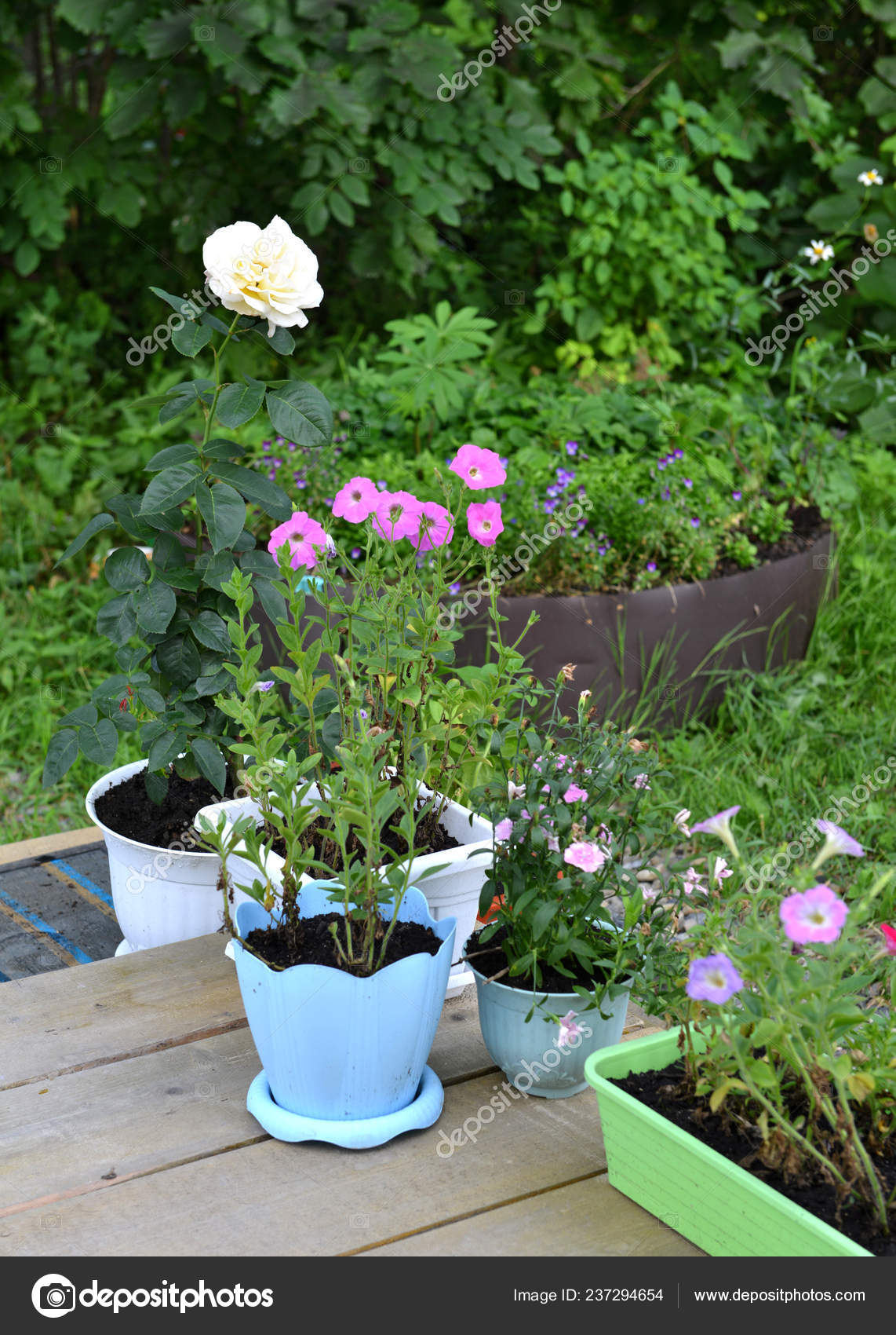 Get Rose Petunia Flowers Planting Pots Wooden Patio Garden Spring Free HD Get Wallpaper Rose Petunia Flowers Planting Pots Wooden Patio Garden Spring Free